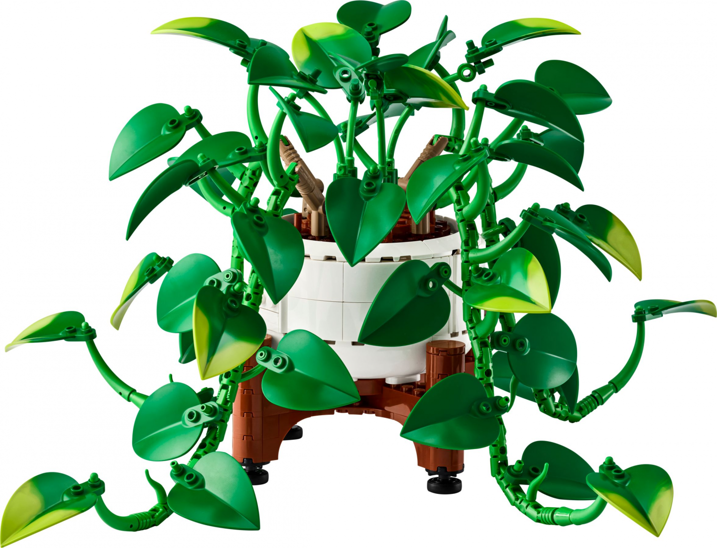 Hangende drakenklimop
