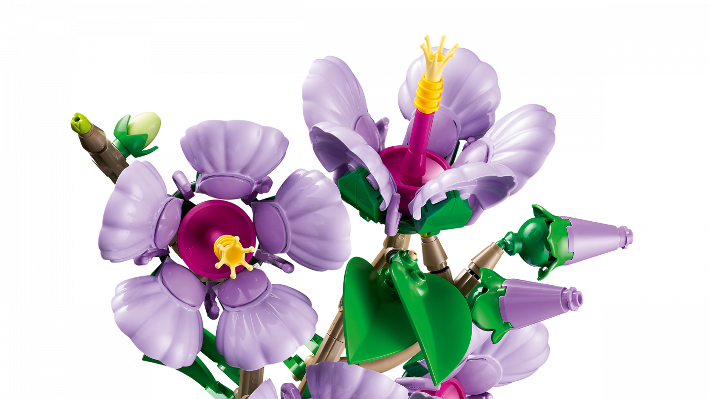 Hibiscus — Afbeelding 6