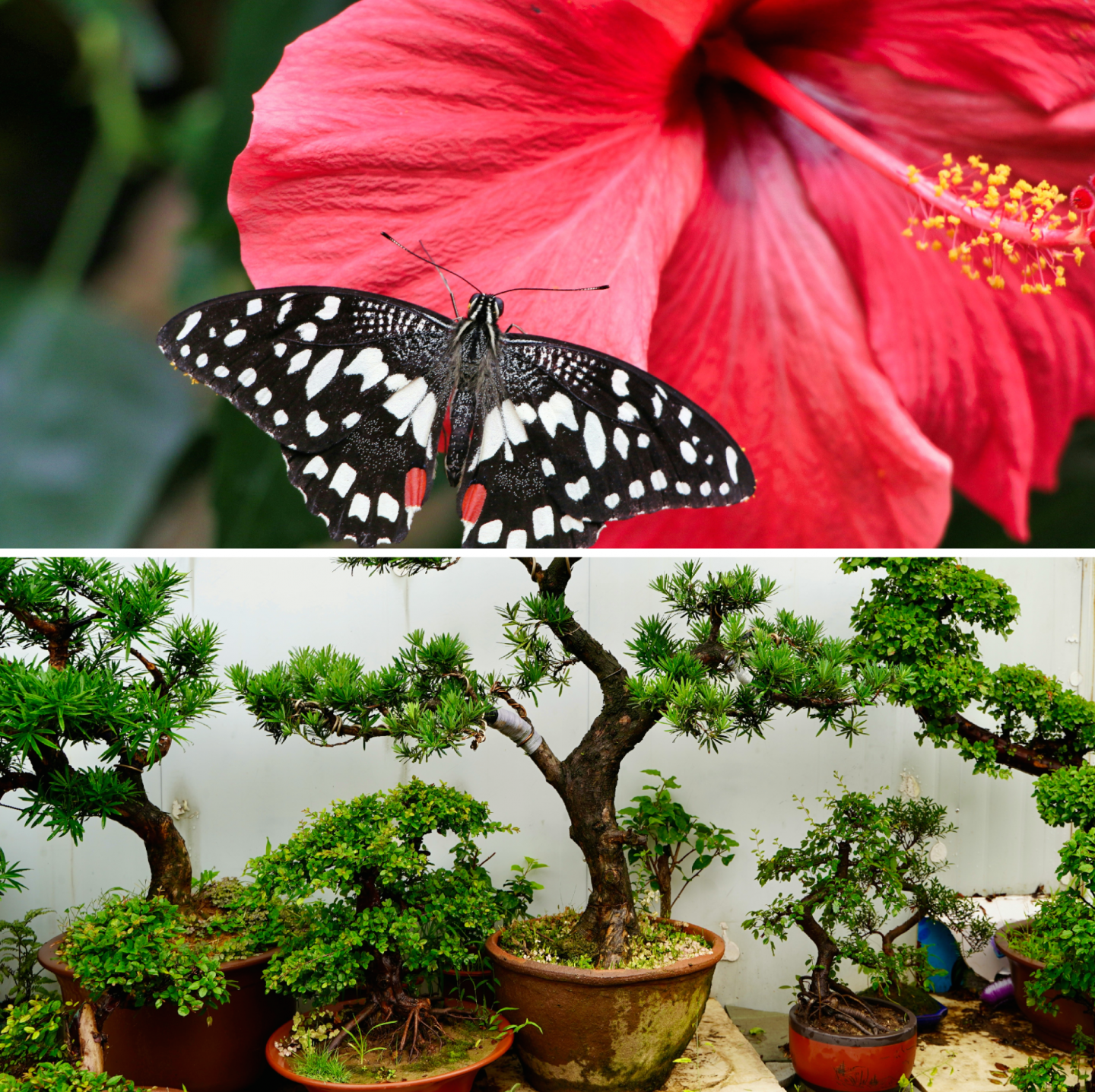 Nieuwe LEGO botanical collection zomer 2025: Hibiscus en mini Bonsai bomen