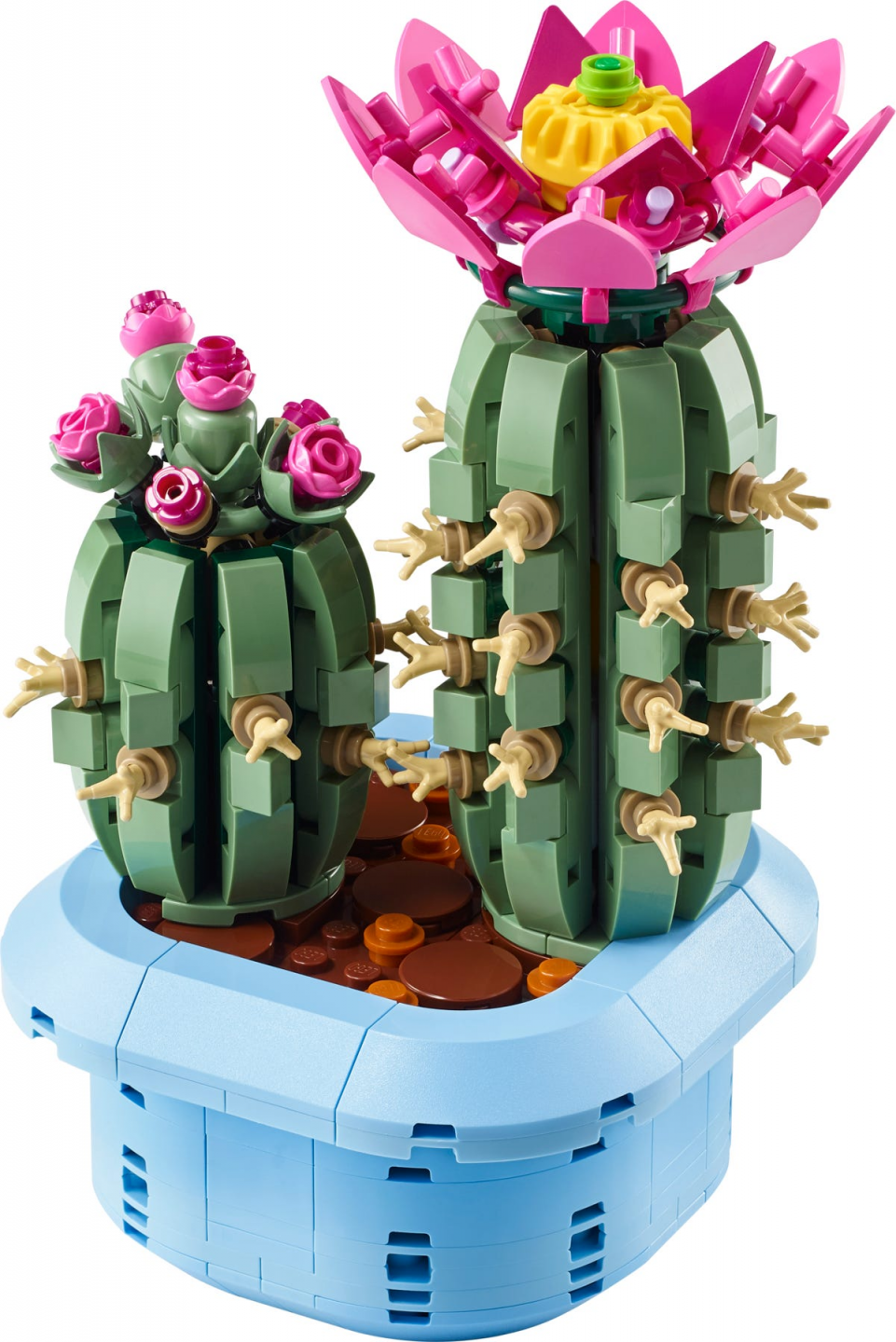 Bloeiende cactus