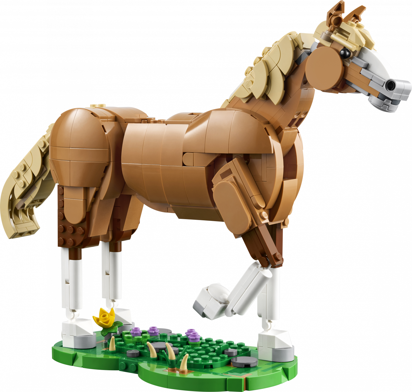Prachtig paard