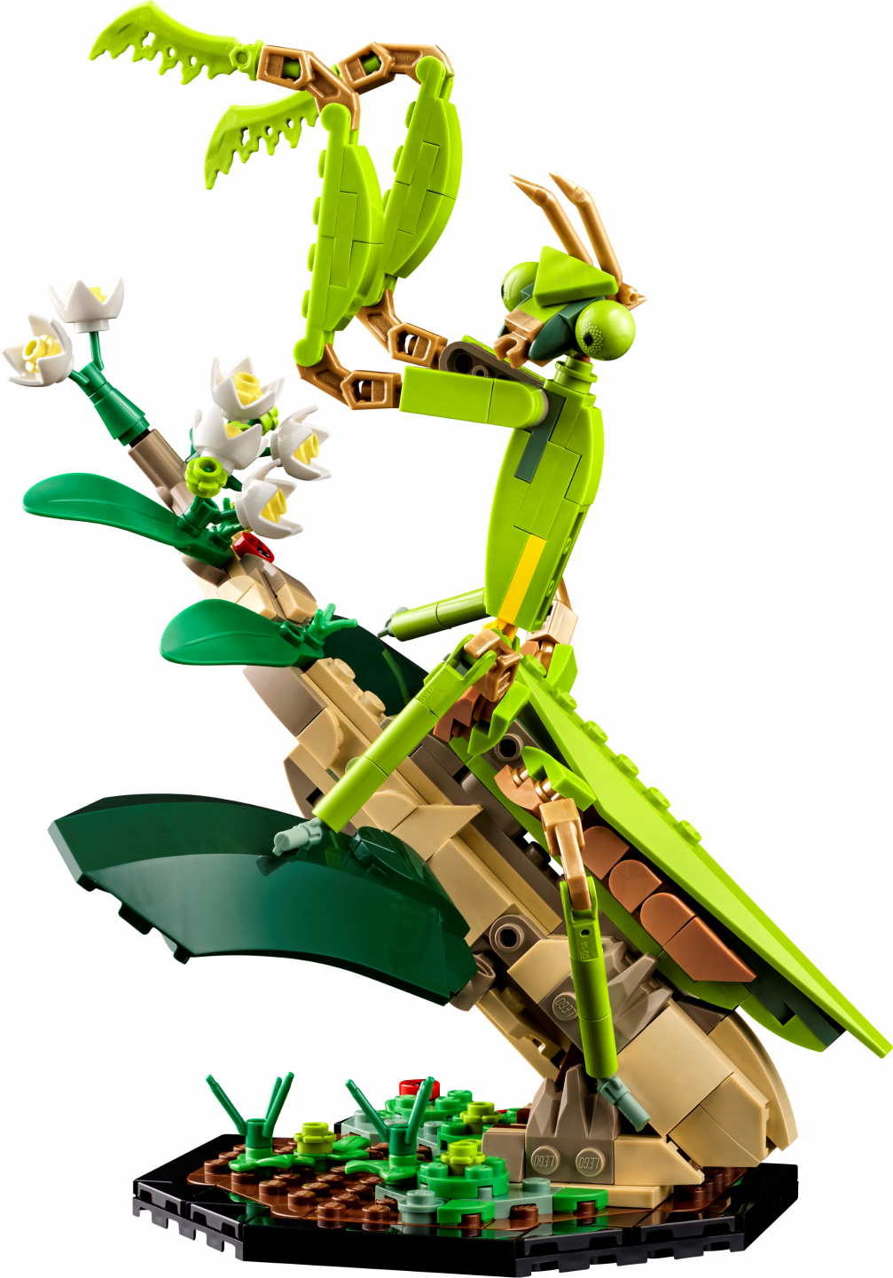De insectencollectie — Afbeelding 4