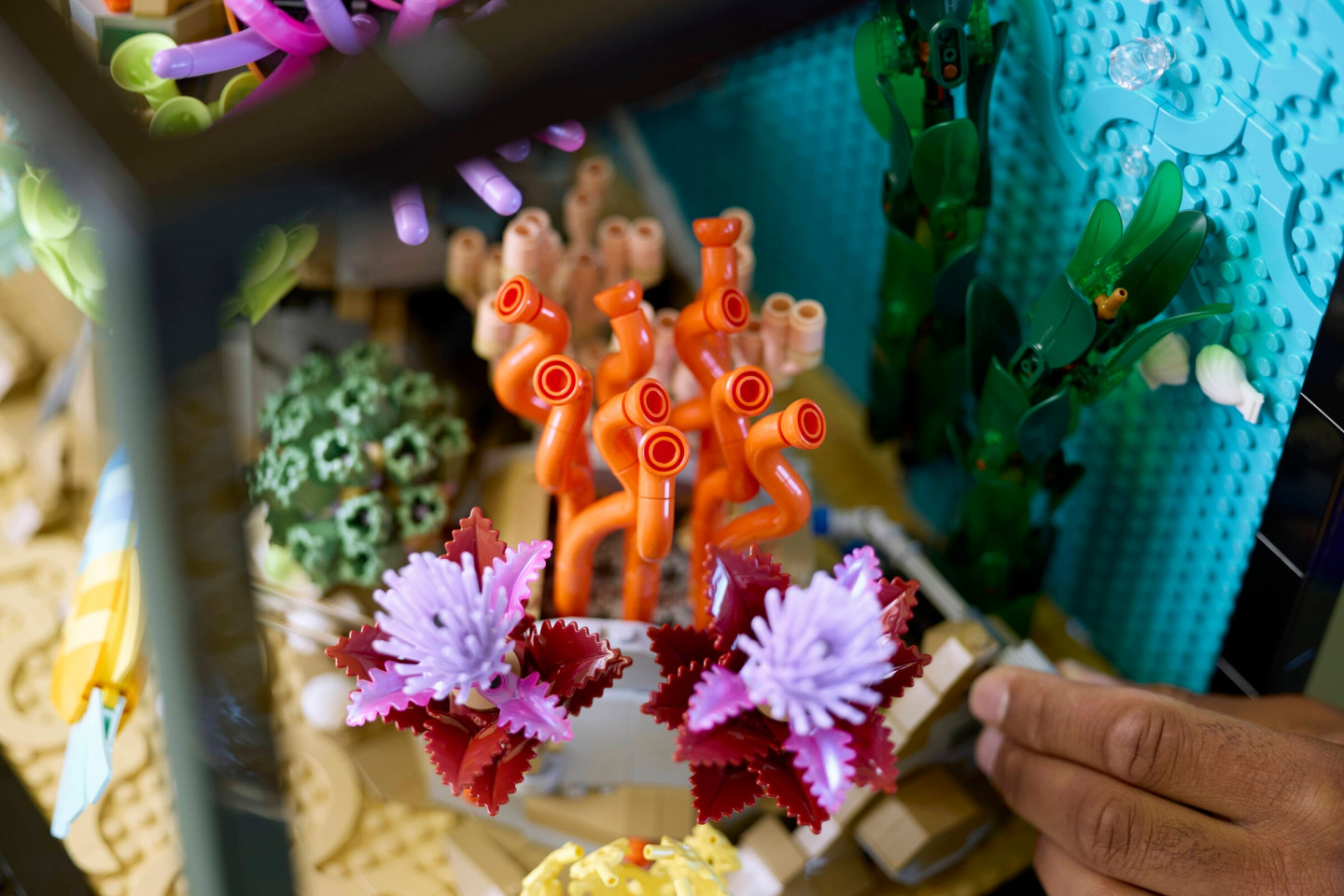 L’aquarium tropical — Image 12