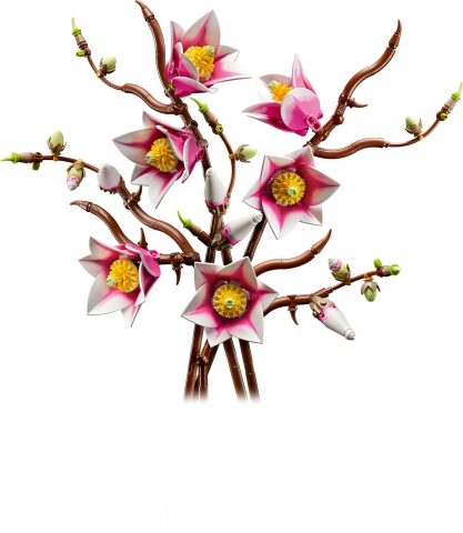 Magnoliatakken