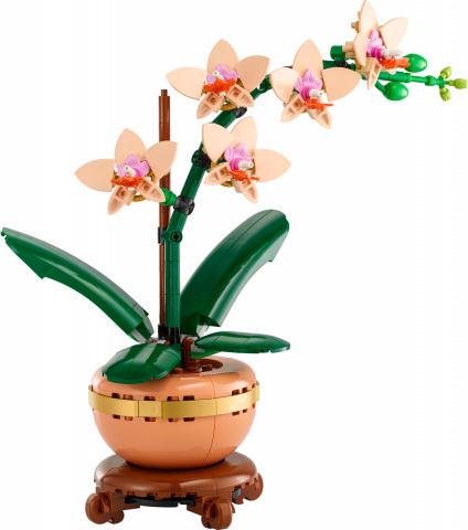 Miniorchidee