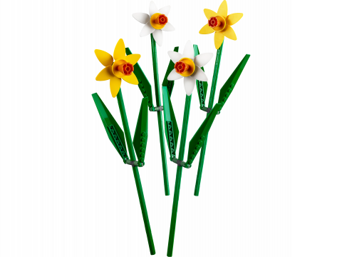 Narcissen