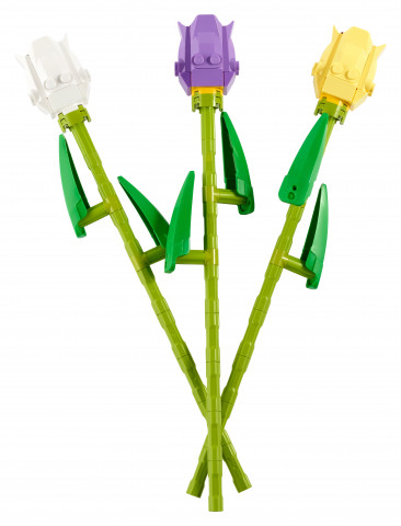 Tulpen